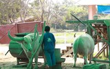 Rờn rợn xem trâu biểu diễn xiếc bước qua người chủ nằm dưới đất